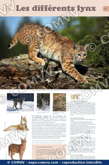 Panneau de l'exposition Lynx