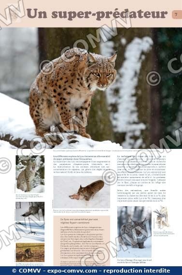 Panneau de l'exposition Lynx