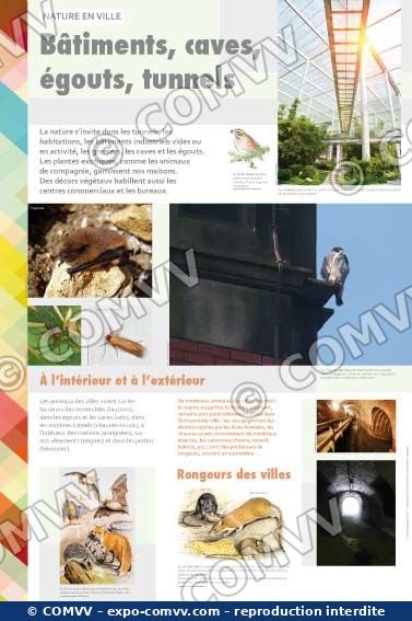 Panneau de l'exposition Nature en ville