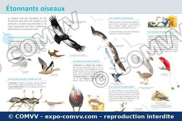 Panneau de l'exposition Oiseaux (Découvertes)