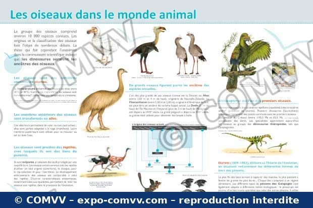 Panneau de l'exposition Oiseaux (Découvertes)