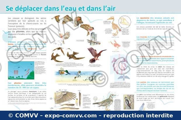 Panneau de l'exposition Oiseaux (Découvertes)
