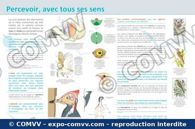 Panneau de l'exposition Oiseaux (Découvertes)