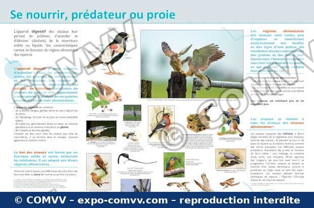 Panneau de l'exposition Oiseaux (Découvertes)