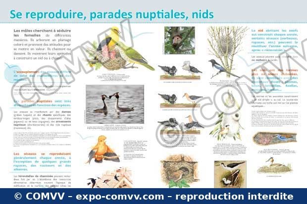 Panneau de l'exposition Oiseaux (Découvertes)