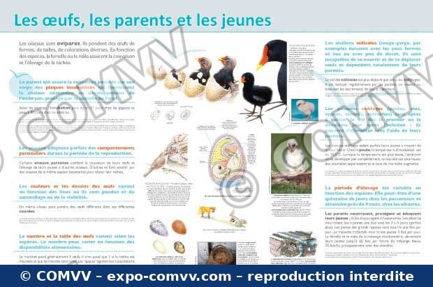Panneau de l'exposition Oiseaux (Découvertes)