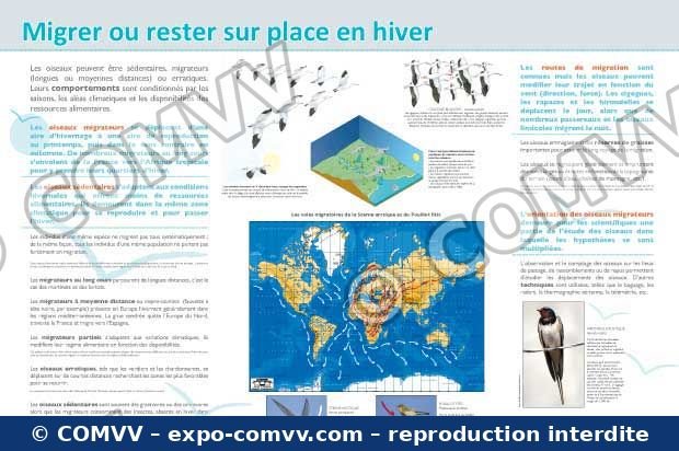 Panneau de l'exposition Oiseaux (Découvertes)