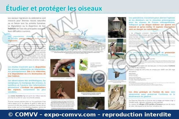 Panneau de l'exposition Oiseaux (Découvertes)