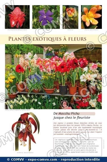 Panneau de l'exposition Plantes exotiques