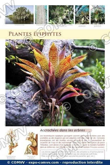 Panneau de l'exposition Plantes exotiques