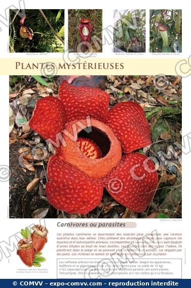 Panneau de l'exposition Plantes exotiques