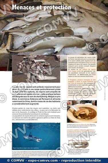 Panneau de l'exposition Requins