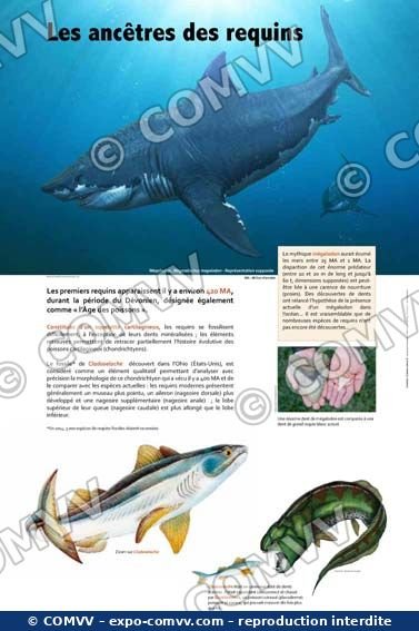 Panneau de l'exposition Requins