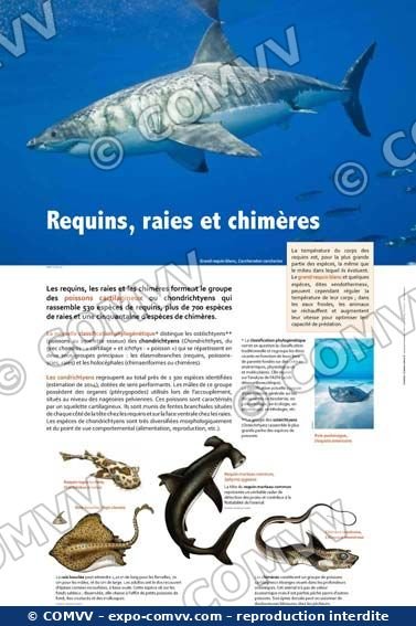 Panneau de l'exposition Requins