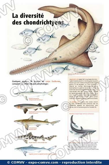 Panneau de l'exposition Requins