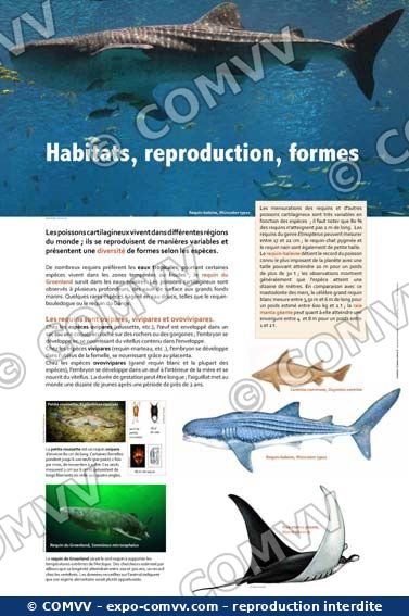 Panneau de l'exposition Requins