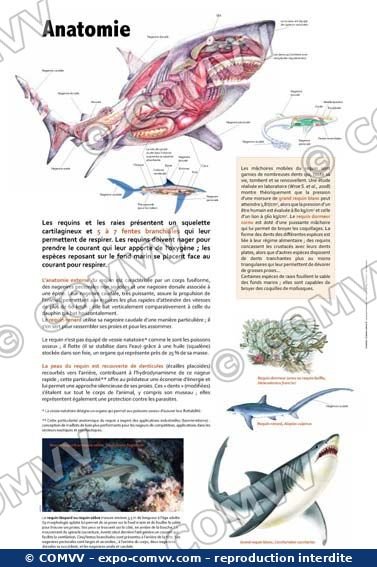 Panneau de l'exposition Requins