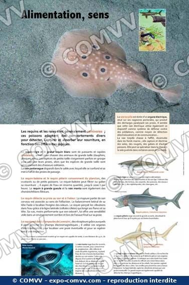 Panneau de l'exposition Requins