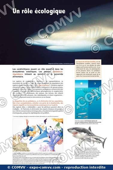 Panneau de l'exposition Requins
