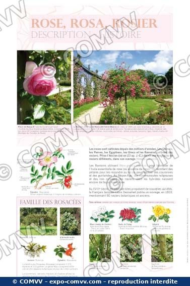 Panneau de l'exposition Roses