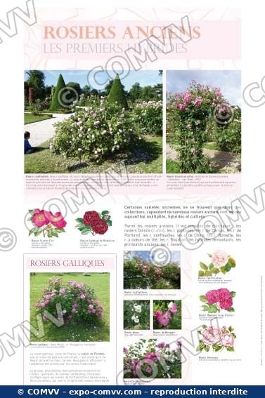 Panneau de l'exposition Roses