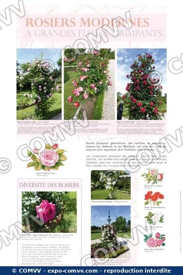 Panneau de l'exposition Roses